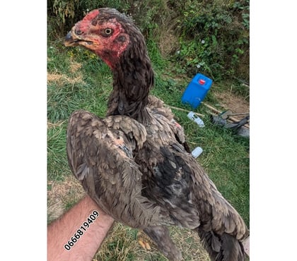 Vente animaux Guingamp Côtes-d'Armor - Photos Vivastreet Coq poule de grandes races