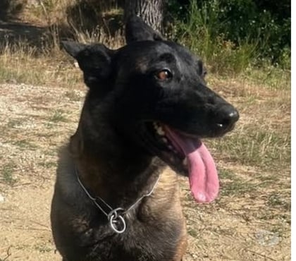 Don Montelimar Drôme - Photos Vivastreet Chien MELIA à l adoption