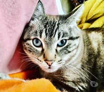 Chat BOUBA à l adoption