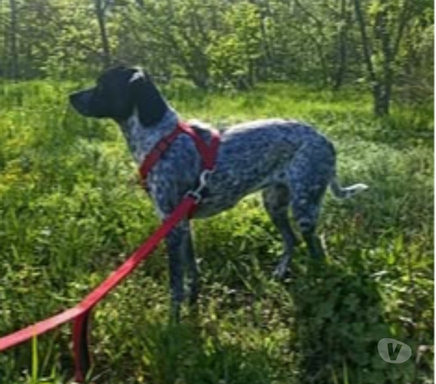 Don animaux Vaucluse Monteux - 84170 - Photos Vivastreet Chien NALA à l adoption