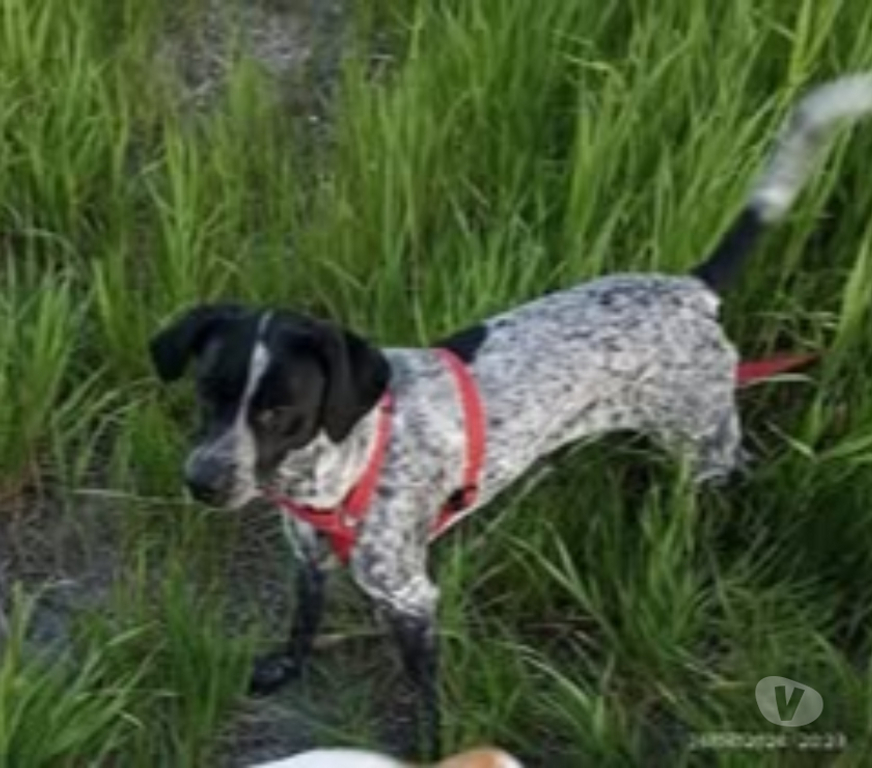 Don animaux Vaucluse Monteux - 84170 - Photos Vivastreet Chien NALA à l adoption
