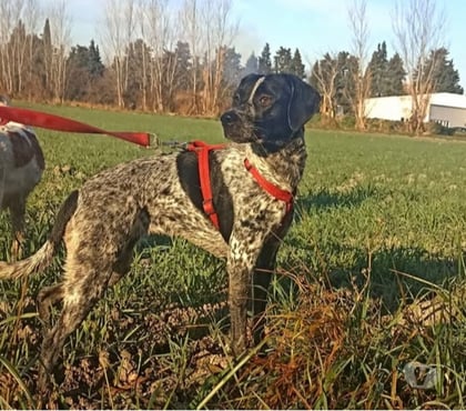 Adoption animaux Monteux Vaucluse - Photos Vivastreet Chien NALA à l adoption