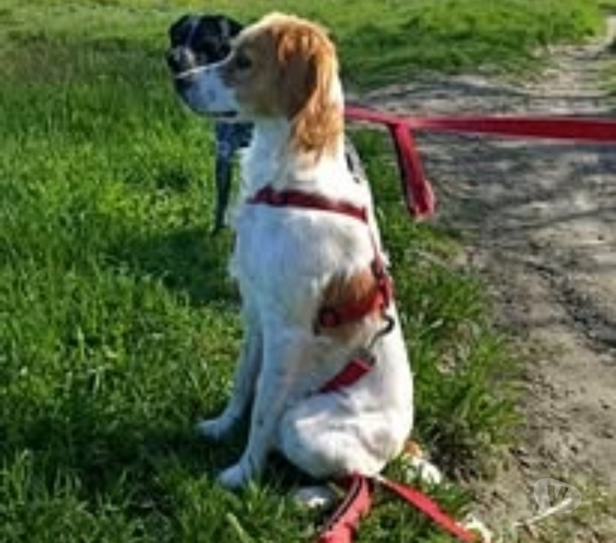 Don animaux Vaucluse Monteux - 84170 - Photos Vivastreet Chien BELLA à l adoption