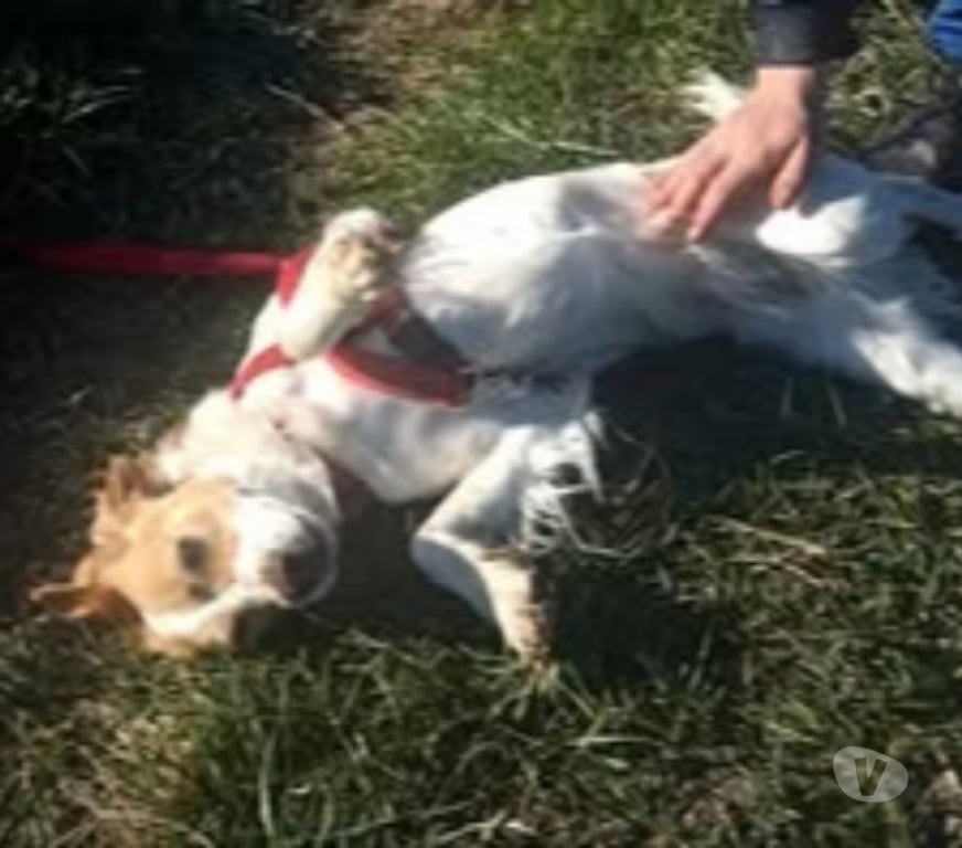 Don animaux Vaucluse Monteux - 84170 - Photos Vivastreet Chien BELLA à l adoption