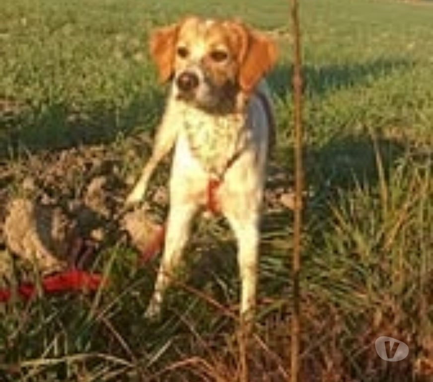 Don animaux Vaucluse Monteux - 84170 - Photos Vivastreet Chien BELLA à l adoption