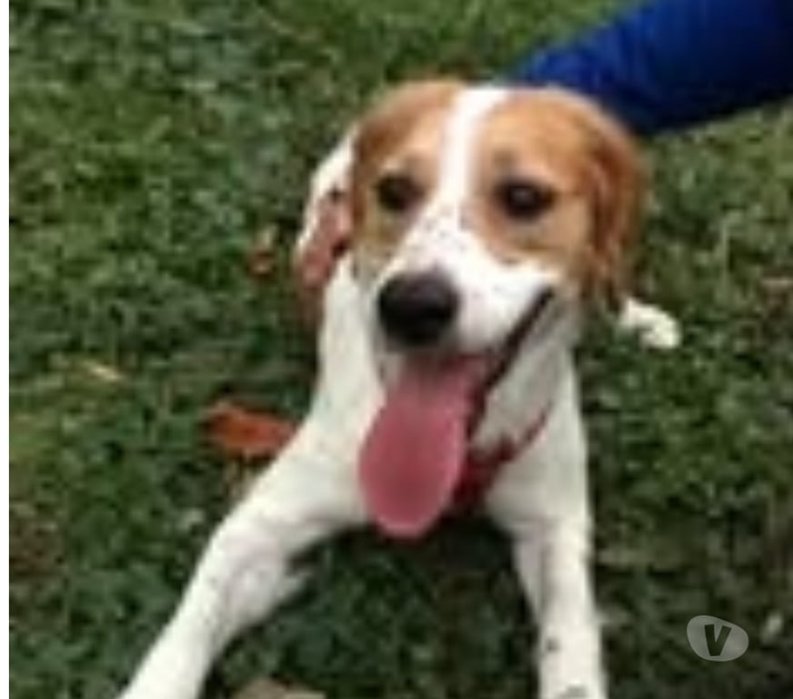 Don animaux Vaucluse Monteux - 84170 - Photos Vivastreet Chien BELLA à l adoption