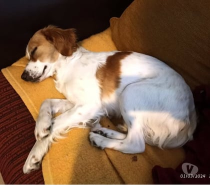 Don animaux Monteux Vaucluse - Photos Vivastreet Chien BELLA à l adoption