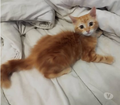Adoption animaux St Romans Isère - Photos Vivastreet Chat ARLEQUIN à l adoption