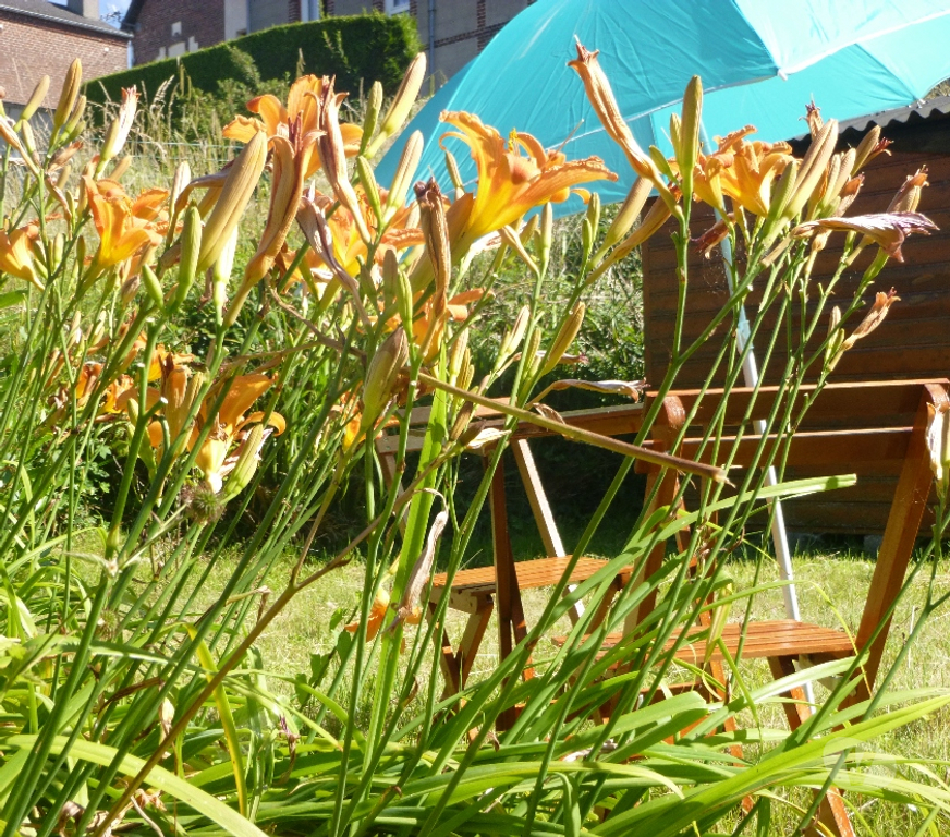 location saisonniere Seine-Maritime Dieppe - Photos Vivastreet 9-16 août Dieppe, studio 2 pers, wifi, jardin, barbecue