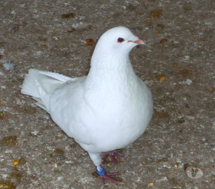 Vente animaux Bagneaux sur Loing Seine-et-Marne - Photos Vivastreet Pigeons reproducteurs hubbell blanc
