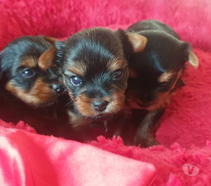 Vente animaux St Quentin sur Isere Isère - Photos Vivastreet Bébés Yorkshire