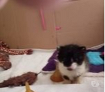 Chat BROWN à l adoption