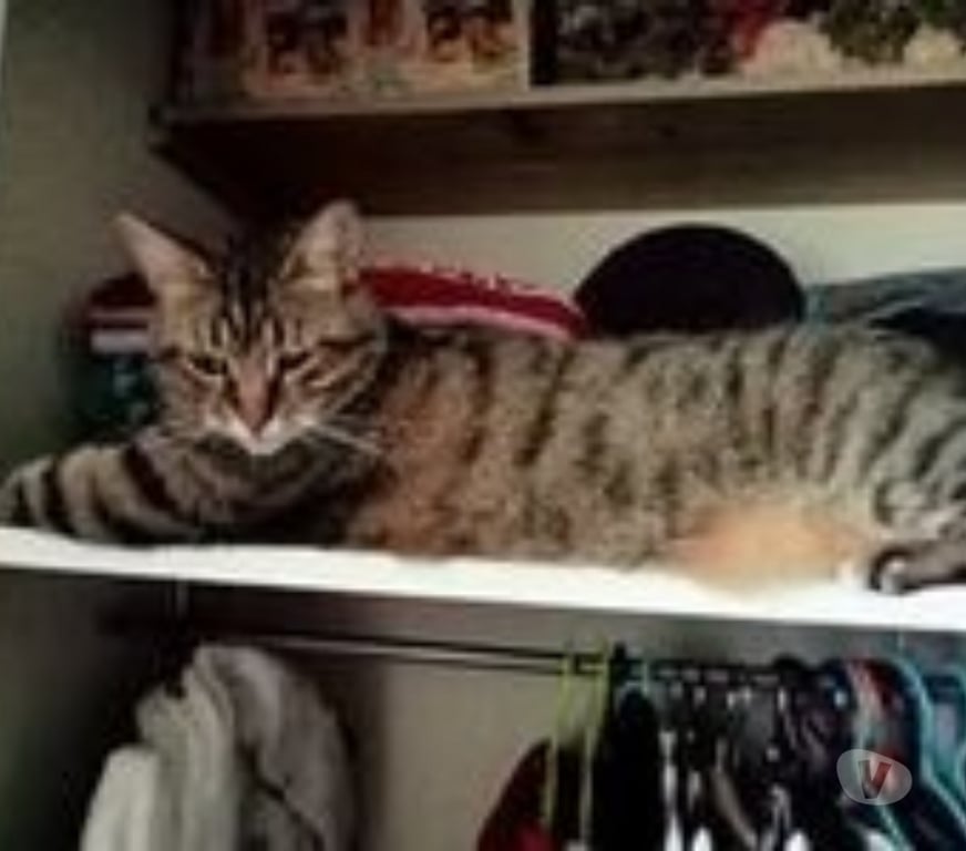 Don animaux Ardèche St Priest - 07000 - Photos Vivastreet Chat MINOU à l adoption