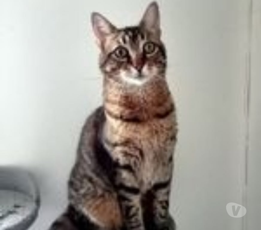Don animaux Ardèche St Priest - 07000 - Photos Vivastreet Chat MINOU à l adoption
