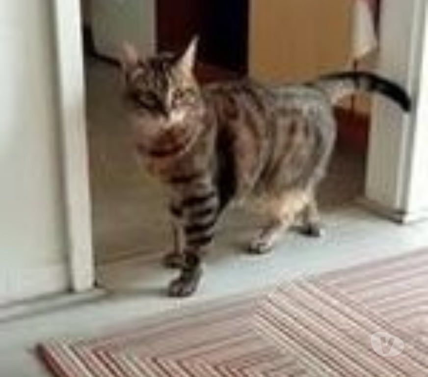 Don animaux Ardèche St Priest - 07000 - Photos Vivastreet Chat MINOU à l adoption