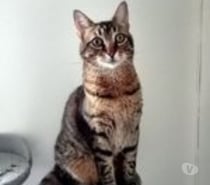 Chat MINOU à l adoption
