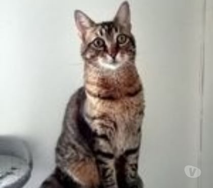 Don animaux St Priest Ardèche - Photos Vivastreet Chat MINOU à l adoption