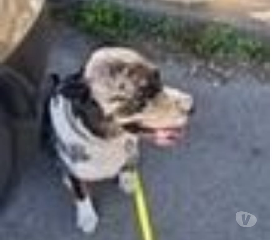 Don animaux Hérault St Martin de Londres - 34380 - Photos Vivastreet Chien WILLOW à l adoption