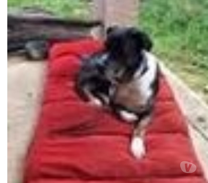 Don animaux Hérault St Martin de Londres - 34380 - Photos Vivastreet Chien WILLOW à l adoption
