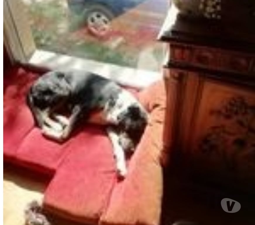 Don animaux Hérault St Martin de Londres - 34380 - Photos Vivastreet Chien WILLOW à l adoption