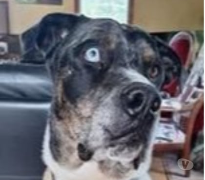 Don animaux St Martin de Londres Hérault - Photos Vivastreet Chien WILLOW à l adoption