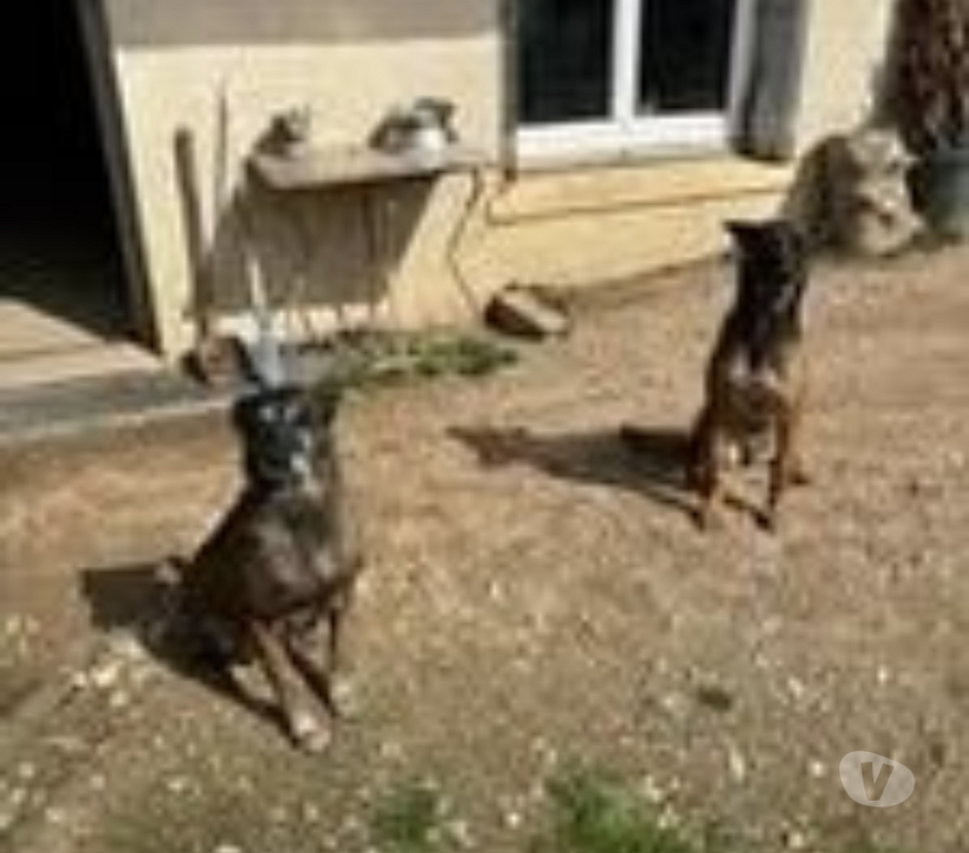 Don animaux Ardèche Boulieu les Annonay - 07100 - Photos Vivastreet Chien TOKYO à l adoption