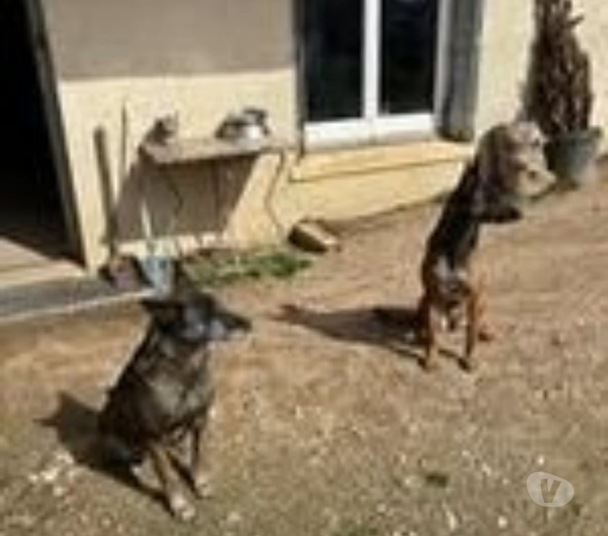 Don animaux Ardèche Boulieu les Annonay - 07100 - Photos Vivastreet Chien TOKYO à l adoption