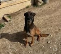 Chien TOKYO à l adoption