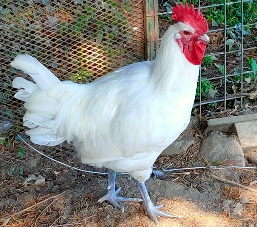 Vente Deux-Sèvres Nueil les Aubiers - 79250 - Photos Vivastreet OEUFS FECONDES DE POULES DE BRESSE A PATTES BLEUES