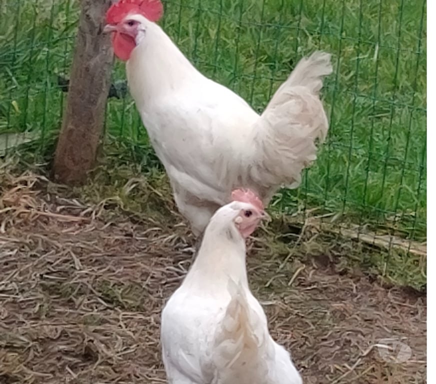 Vente Deux-Sèvres Nueil les Aubiers - 79250 - Photos Vivastreet OEUFS FECONDES DE POULES DE BRESSE A PATTES BLEUES