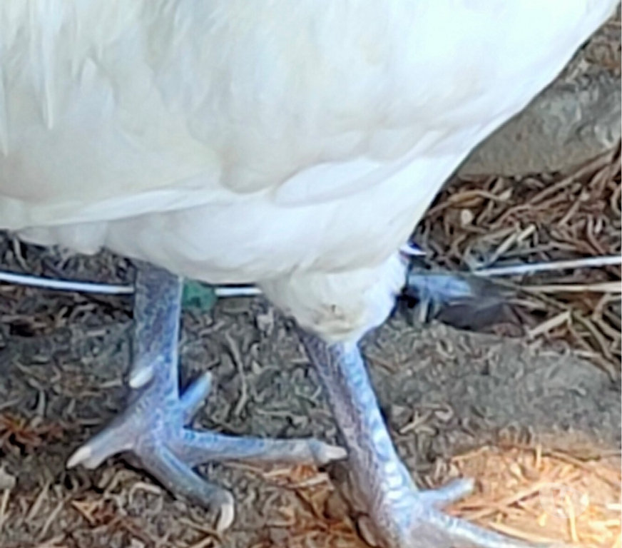 Vente Deux-Sèvres Nueil les Aubiers - 79250 - Photos Vivastreet OEUFS FECONDES DE POULES DE BRESSE A PATTES BLEUES