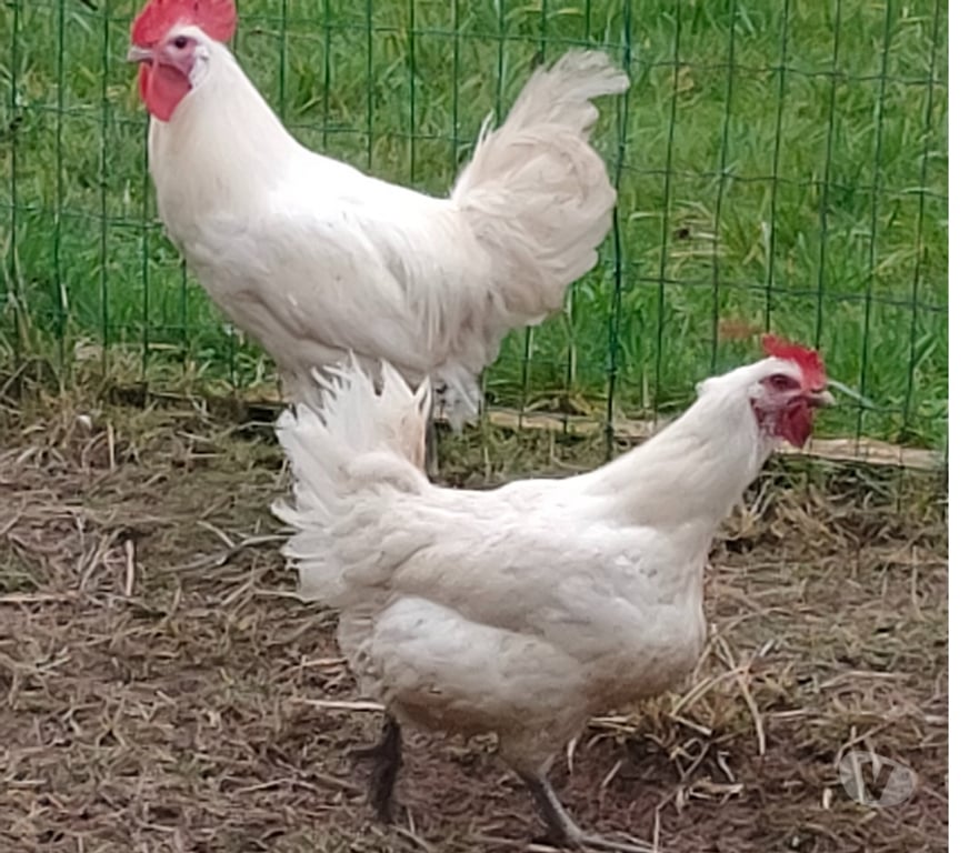 Vente Deux-Sèvres Nueil les Aubiers - 79250 - Photos Vivastreet OEUFS FECONDES DE POULES DE BRESSE A PATTES BLEUES