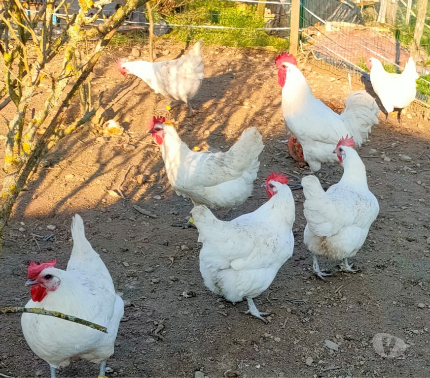 Vente Deux-Sèvres Nueil les Aubiers - 79250 - Photos Vivastreet OEUFS FECONDES DE POULES DE BRESSE A PATTES BLEUES
