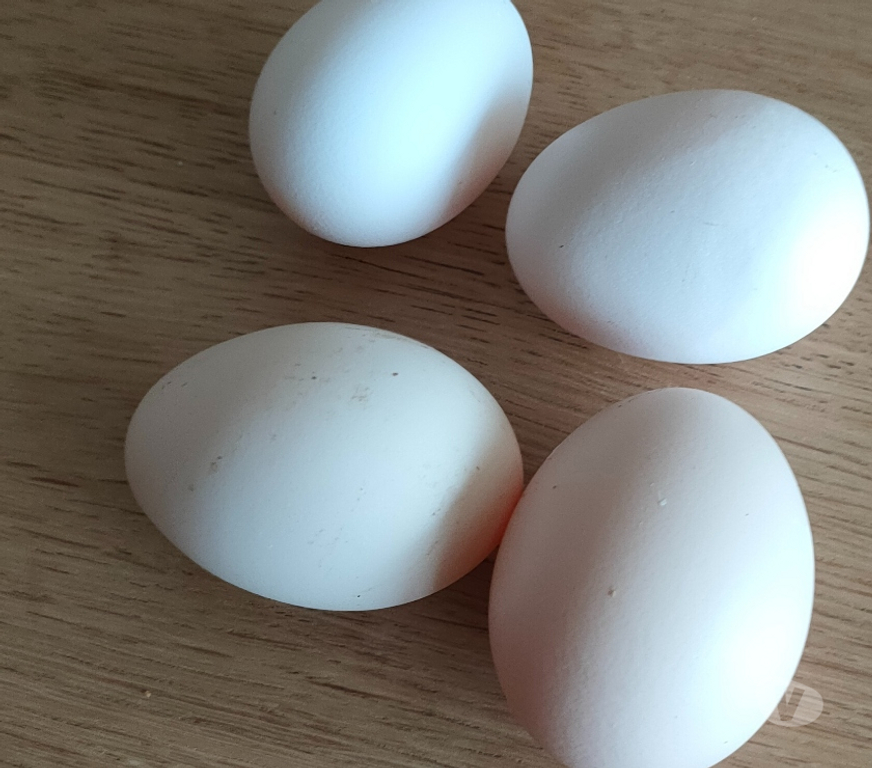 Vente Deux-Sèvres Nueil les Aubiers - 79250 - Photos Vivastreet OEUFS FECONDES DE POULES DE BRESSE A PATTES BLEUES