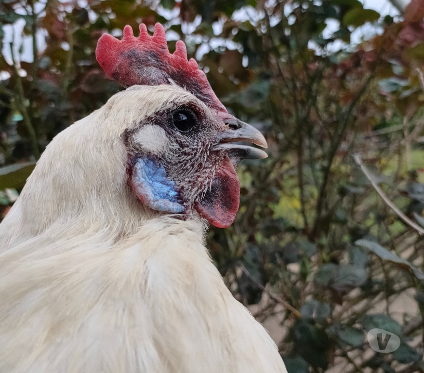 Vente Deux-Sèvres Nueil les Aubiers - 79250 - Photos Vivastreet OEUFS FECONDES DE POULES DE BRESSE A PATTES BLEUES