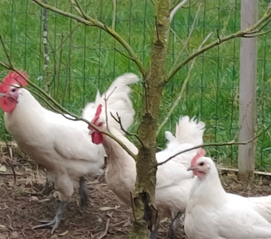 Vente Deux-Sèvres Nueil les Aubiers - 79250 - Photos Vivastreet OEUFS FECONDES DE POULES DE BRESSE A PATTES BLEUES