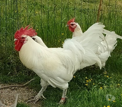 Vente animaux Nueil les Aubiers Deux-Sèvres - Photos Vivastreet OEUFS FECONDES DE POULES DE BRESSE A PATTES BLEUES