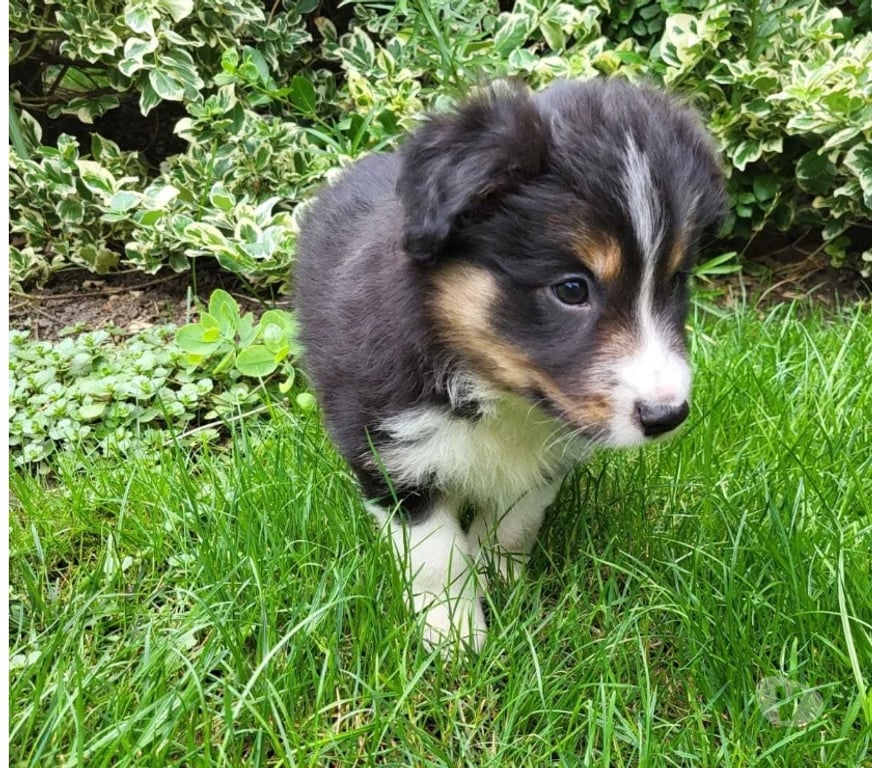 Vente Nord Maubeuge - Photos Vivastreet Magnifiques chiots border collie