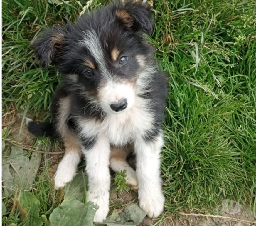 Vente Nord Maubeuge - Photos Vivastreet Magnifiques chiots border collie