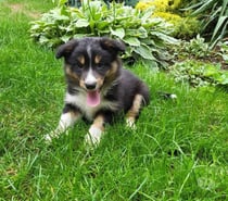 Magnifiques chiots border collie