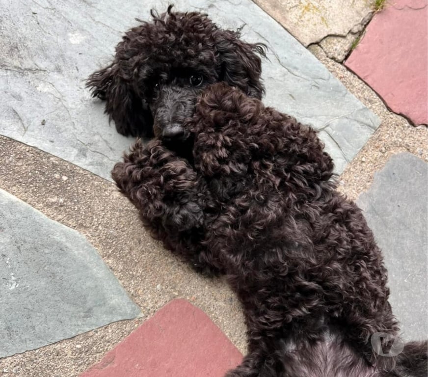 Don animaux Bouches-du-Rhône Paradou - 13520 - Photos Vivastreet J'ai un caniche à adopter