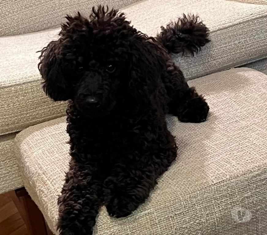 Don animaux Bouches-du-Rhône Paradou - 13520 - Photos Vivastreet J'ai un caniche à adopter