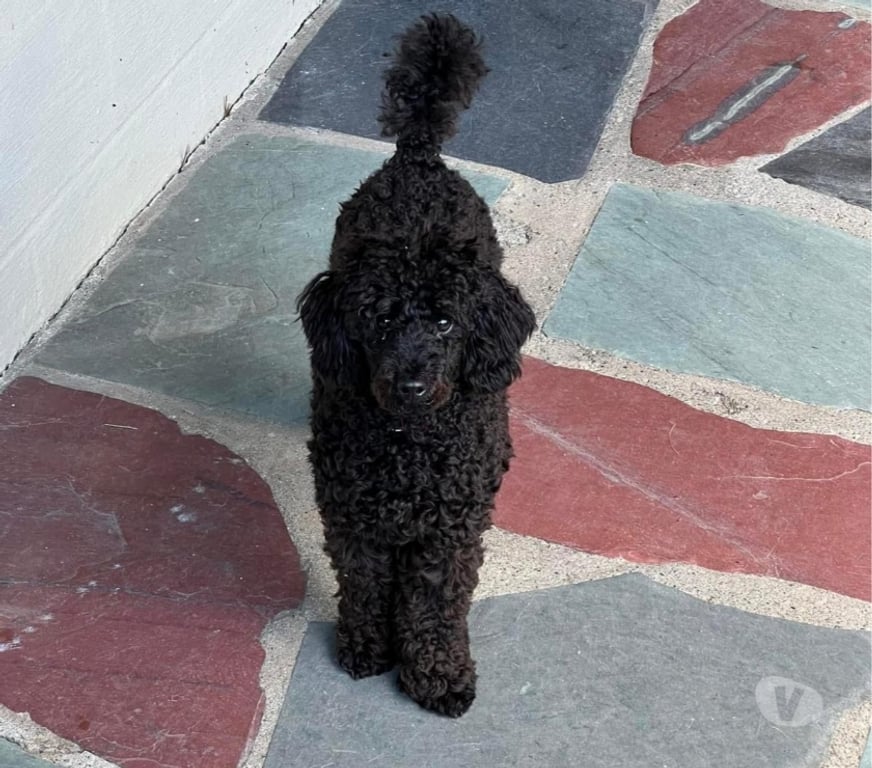 Don animaux Bouches-du-Rhône Paradou - 13520 - Photos Vivastreet J'ai un caniche à adopter