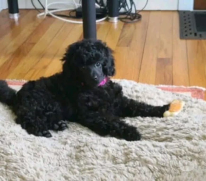 Don animaux Bouches-du-Rhône Paradou - 13520 - Photos Vivastreet J'ai un caniche à adopter