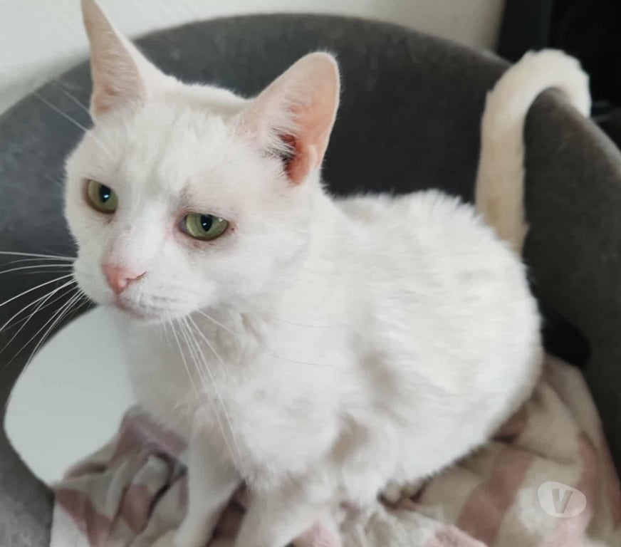 Don animaux Bas-Rhin Benfeld - 67230 - Photos Vivastreet Don chat adulte