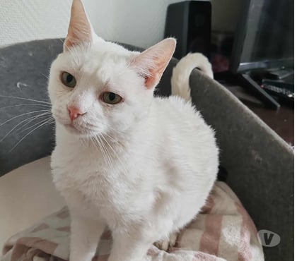 Don Benfeld Bas-Rhin - Photos Vivastreet Don chat adulte