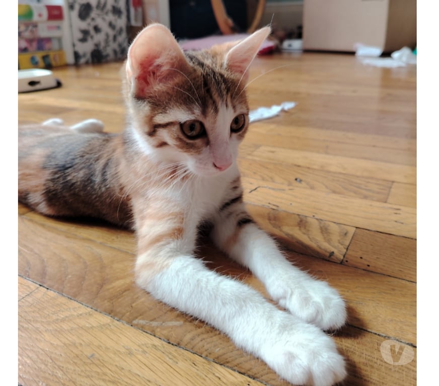 Don animaux Rhône Lyon - Photos Vivastreet ALBA, minette joueuse et câline