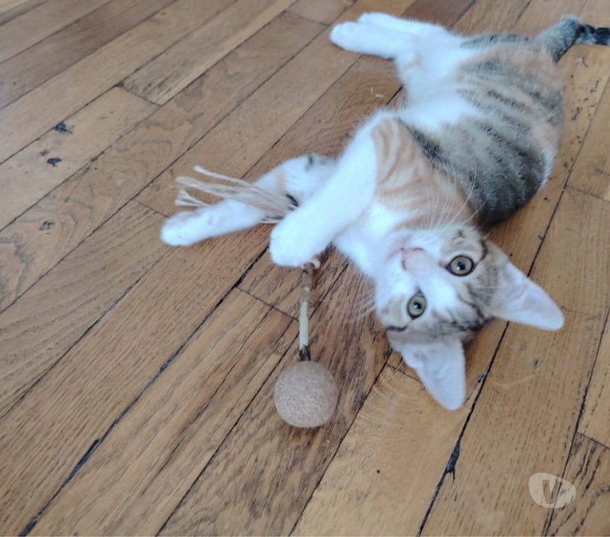 Don animaux Rhône Lyon - Photos Vivastreet ALBA, minette joueuse et câline