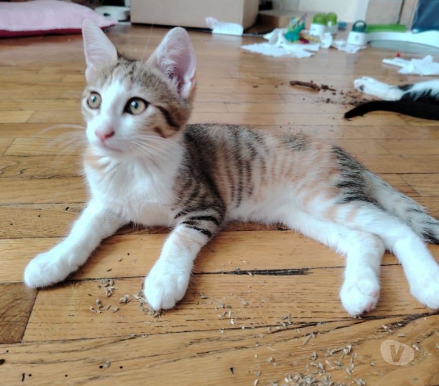 Don animaux Rhône Lyon - Photos Vivastreet ALBA, minette joueuse et câline