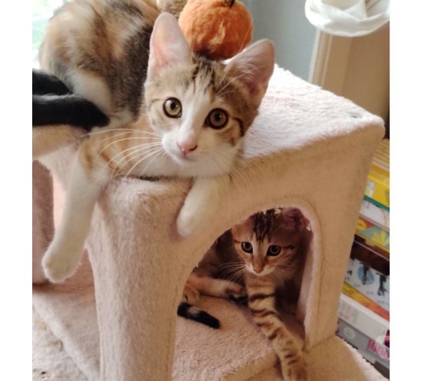 Don animaux Rhône Lyon - Photos Vivastreet ALBA, minette joueuse et câline